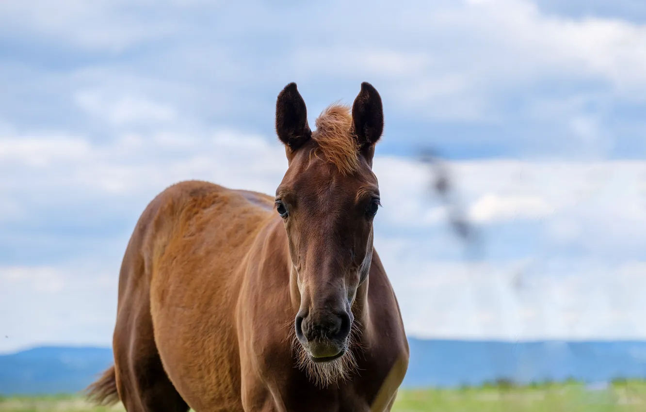 Photo wallpaper nature, animal, horse
