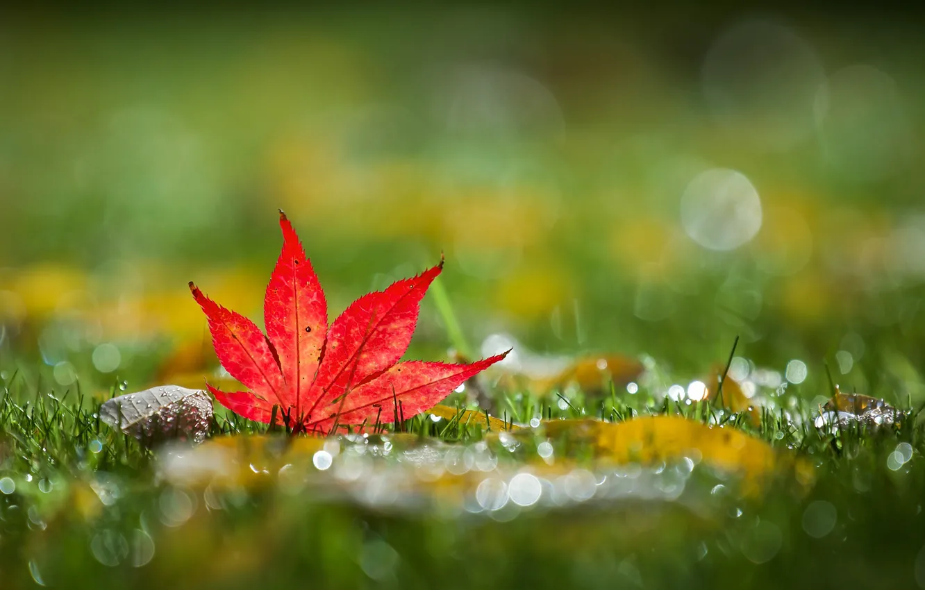 Photo wallpaper grass, autumn, bokeh, leaf, mapleleaf