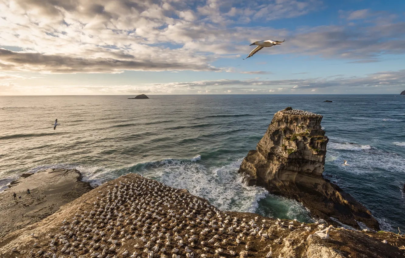 Photo wallpaper sea, birds, rocks, shore