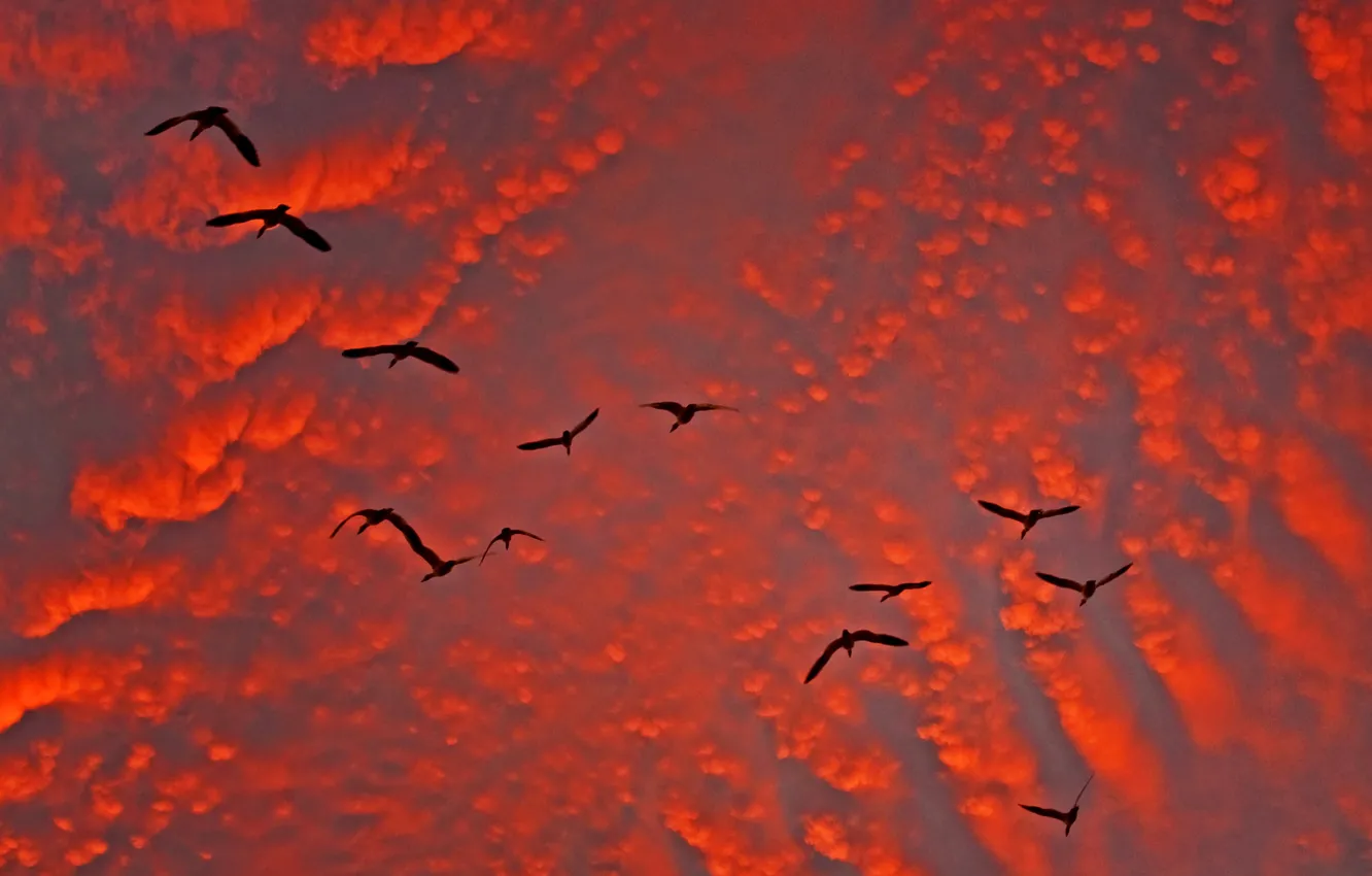 Photo wallpaper the sky, clouds, bird, glow