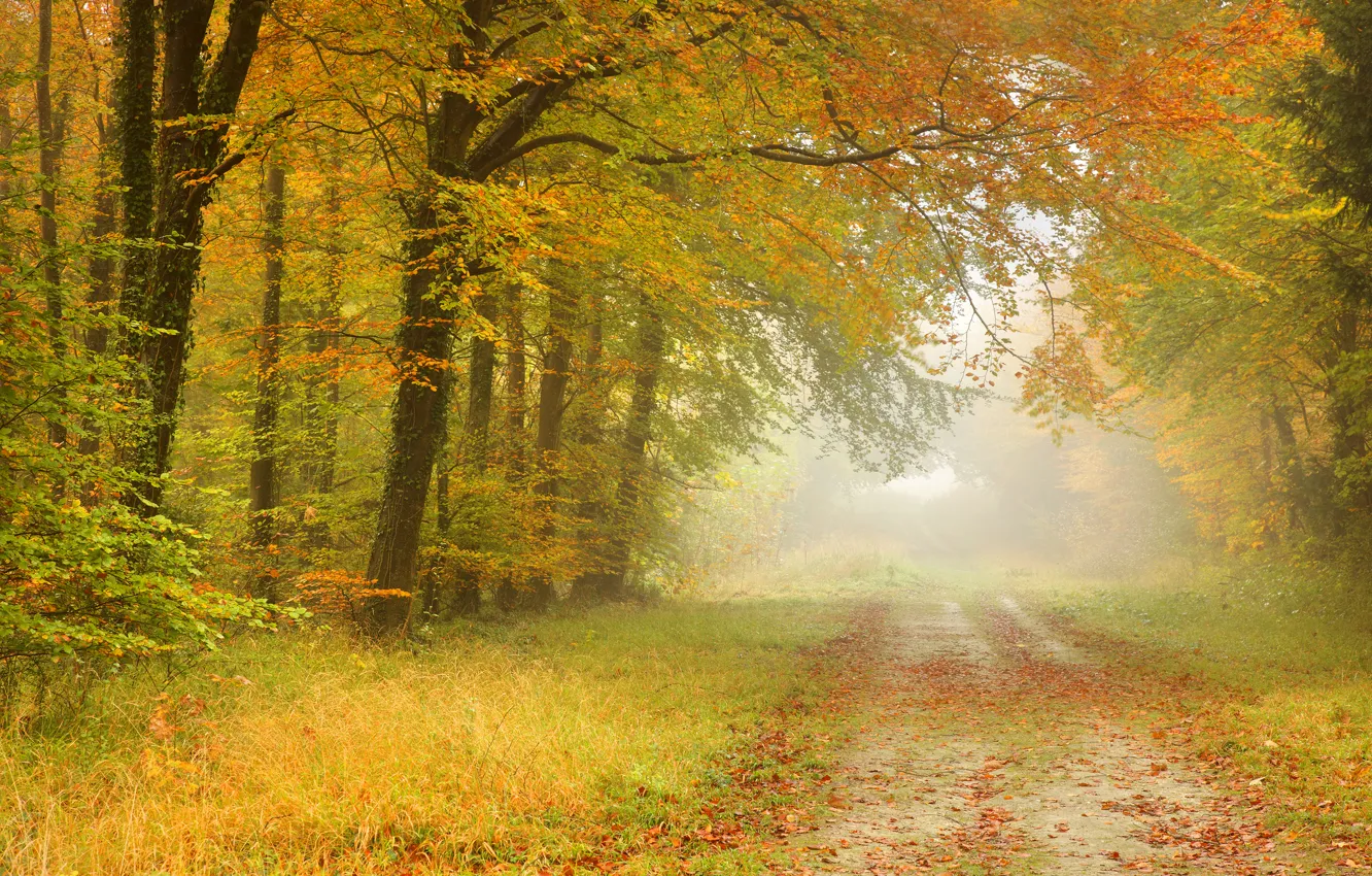 Photo wallpaper road, autumn, forest, leaves, trees, landscape, fog