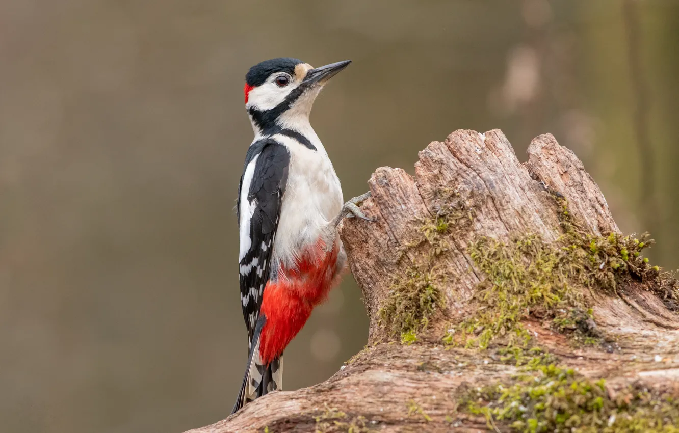 Photo wallpaper bird, stump, woodpecker