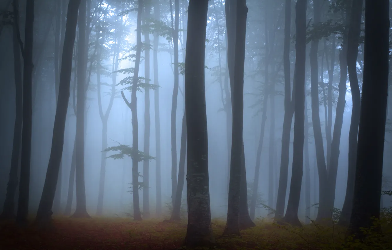 Photo wallpaper forest, trees, landscape, nature, fog