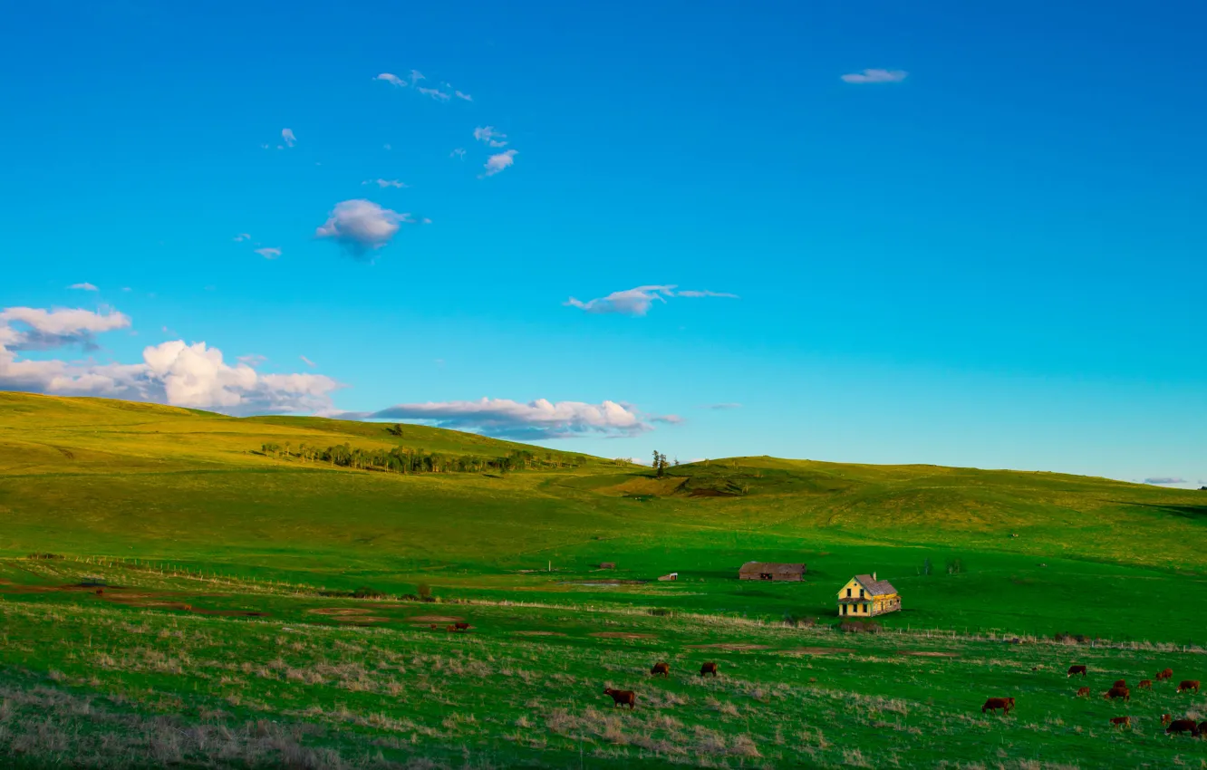 Photo wallpaper field, summer, the sky, clouds, blue, hills, cows, slope