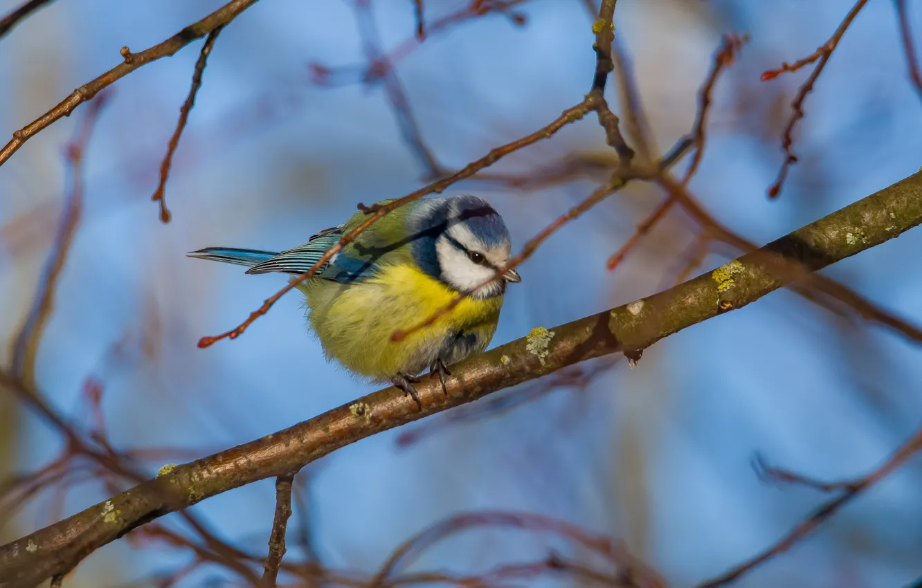 Photo wallpaper look, nature, bird, tit, blue tit