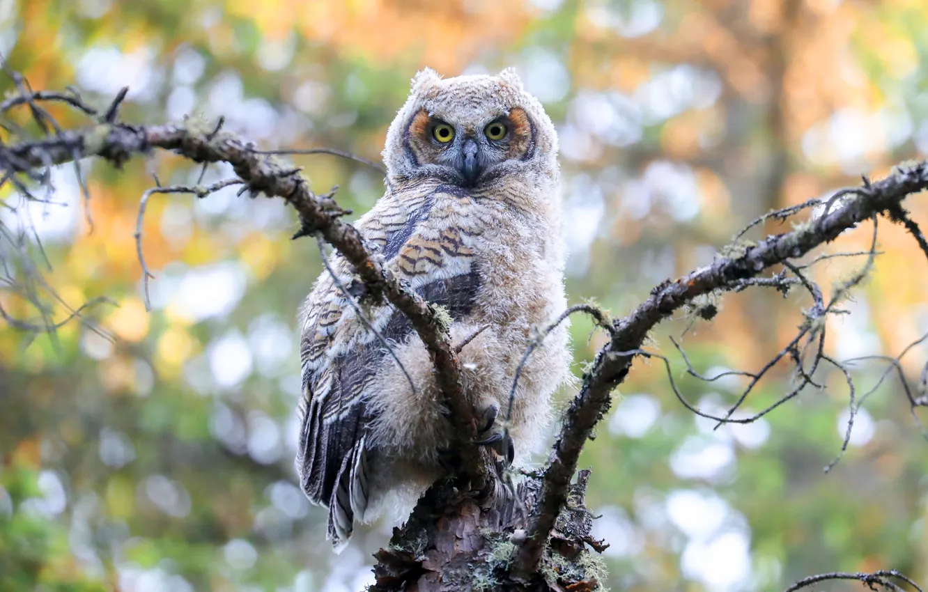 Photo wallpaper look, branches, owl, bird, bokeh, owlet