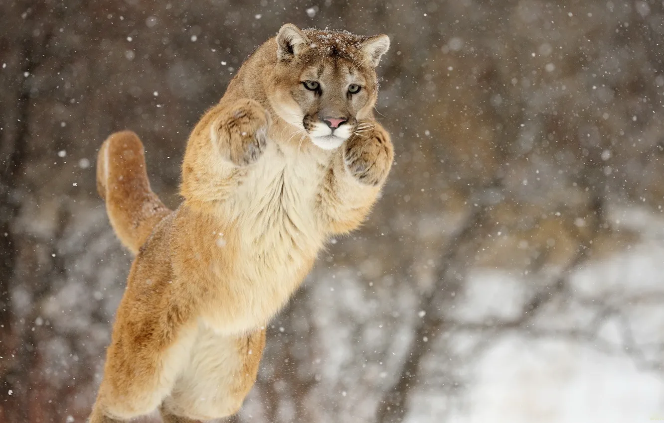 Photo wallpaper face, snow, jump, paws, Puma, Cougar