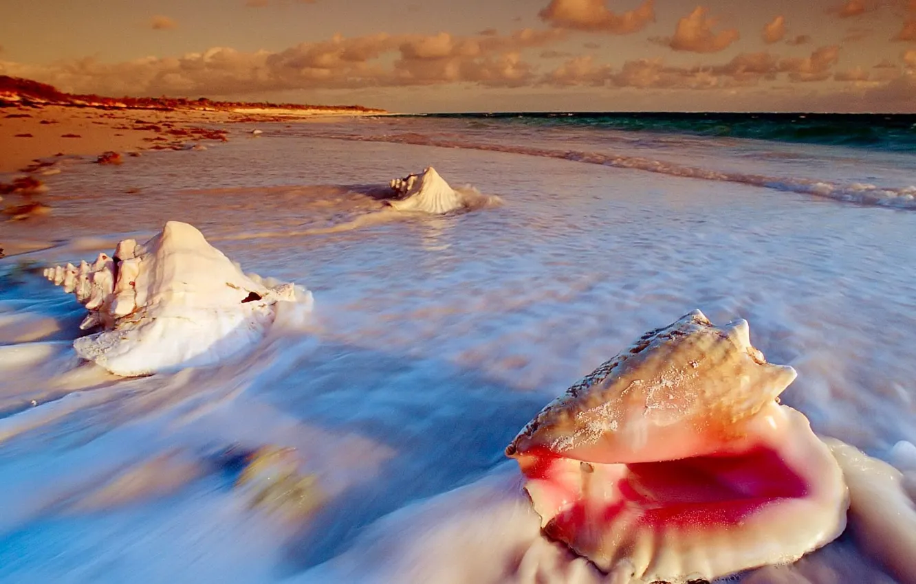 Photo wallpaper sea, shore, Shell