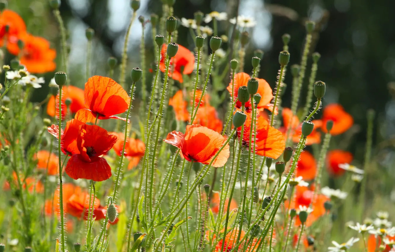 Photo wallpaper red, field, garden, poppy, meadow