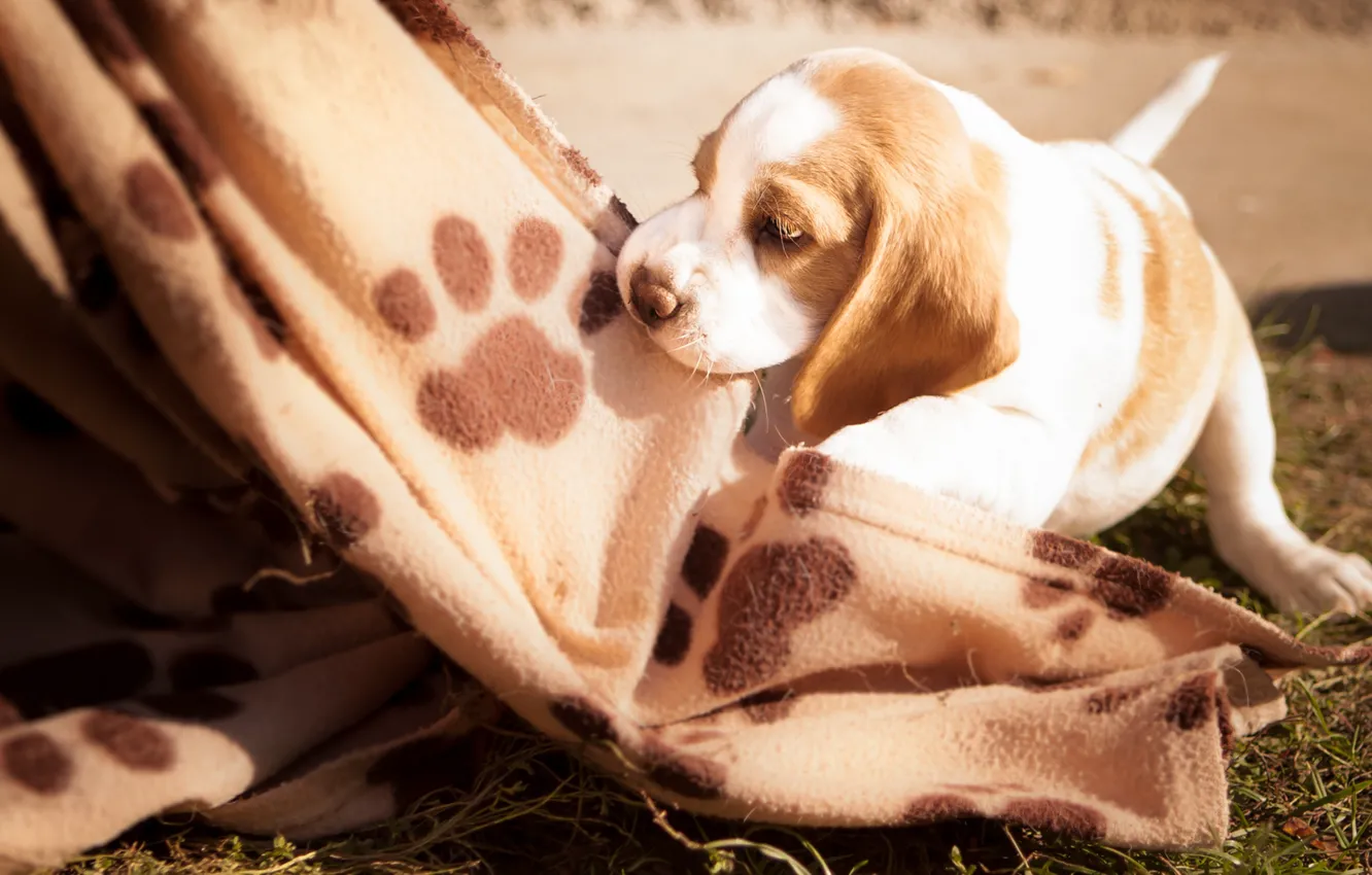 Photo wallpaper grass, the game, dog, baby, puppy, blanket, plaid, Beagle