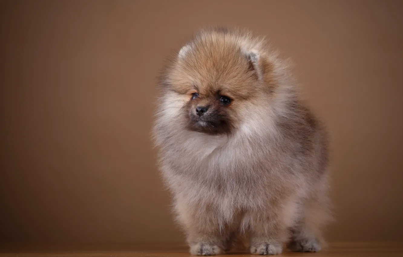 Photo wallpaper fluffy, puppy, Spitz