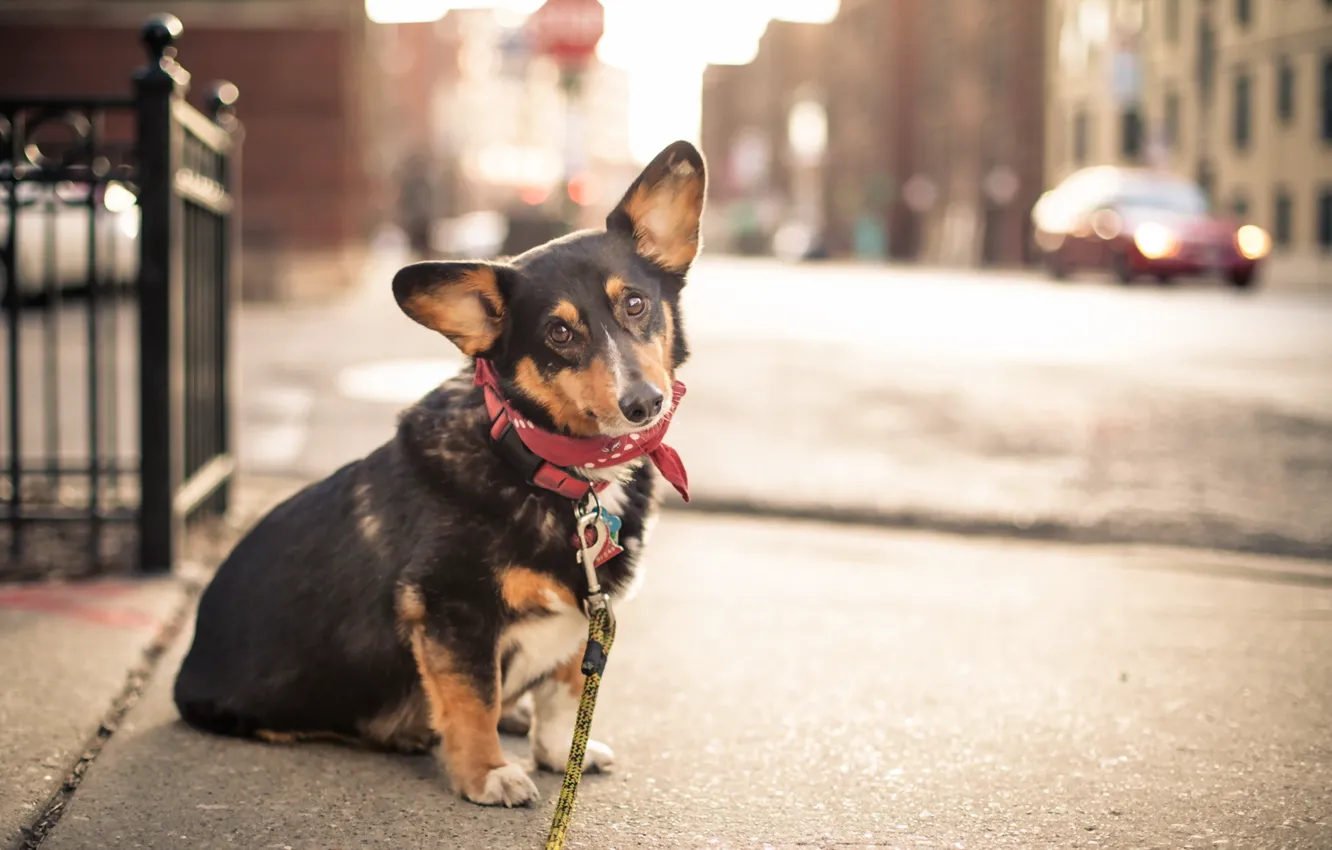 Photo wallpaper look, each, dog