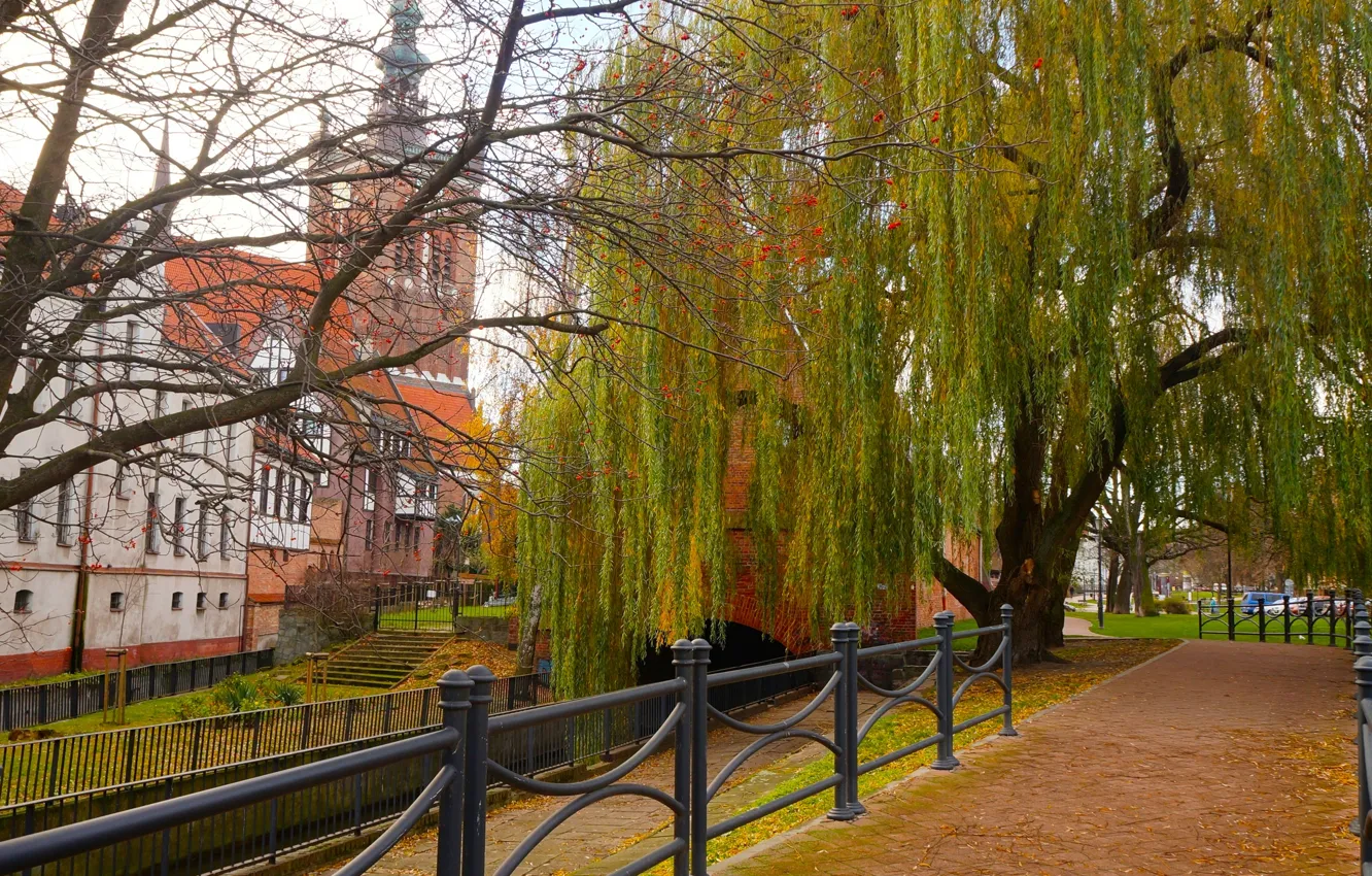 Photo wallpaper city, tree, street, building