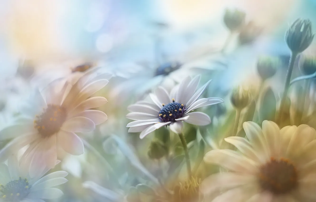 Photo wallpaper white, flowers, flowerbed, Osteospermum, art processing