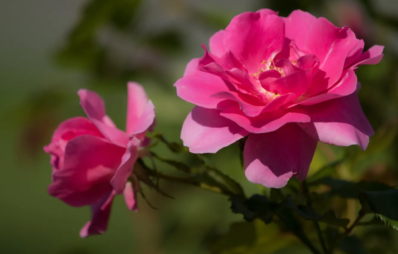 Photo wallpaper leaves, flowers, nature, green, background, roses, petals, garden