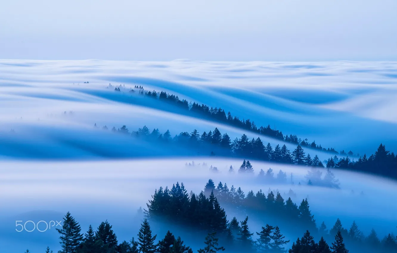 Photo wallpaper forest, the sky, fog, morning