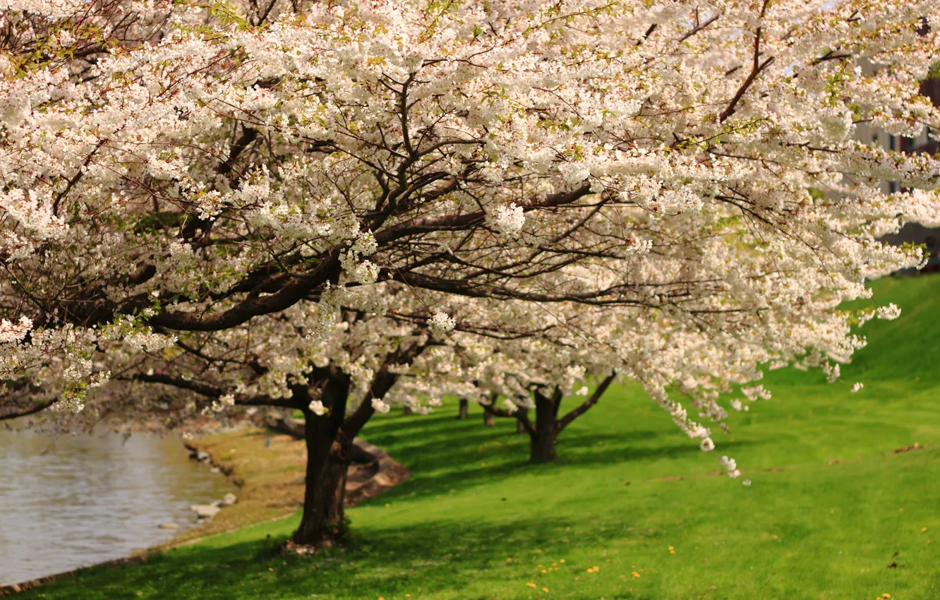 Photo wallpaper tree, Spring, flowering, trees, spring, flowering