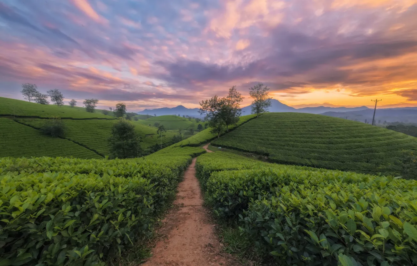 Photo wallpaper landscape, mountains, nature, hills, tea, Vietnam, plantation