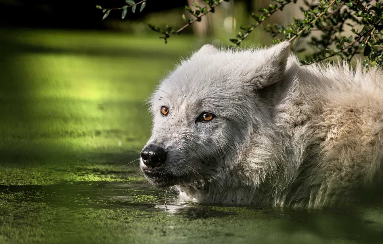 Photo wallpaper white, face, wolf, bathing, pond, polar
