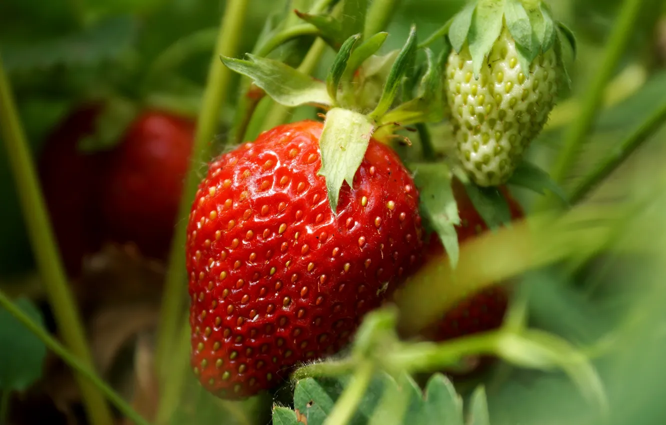 Photo wallpaper red, berries, strawberry