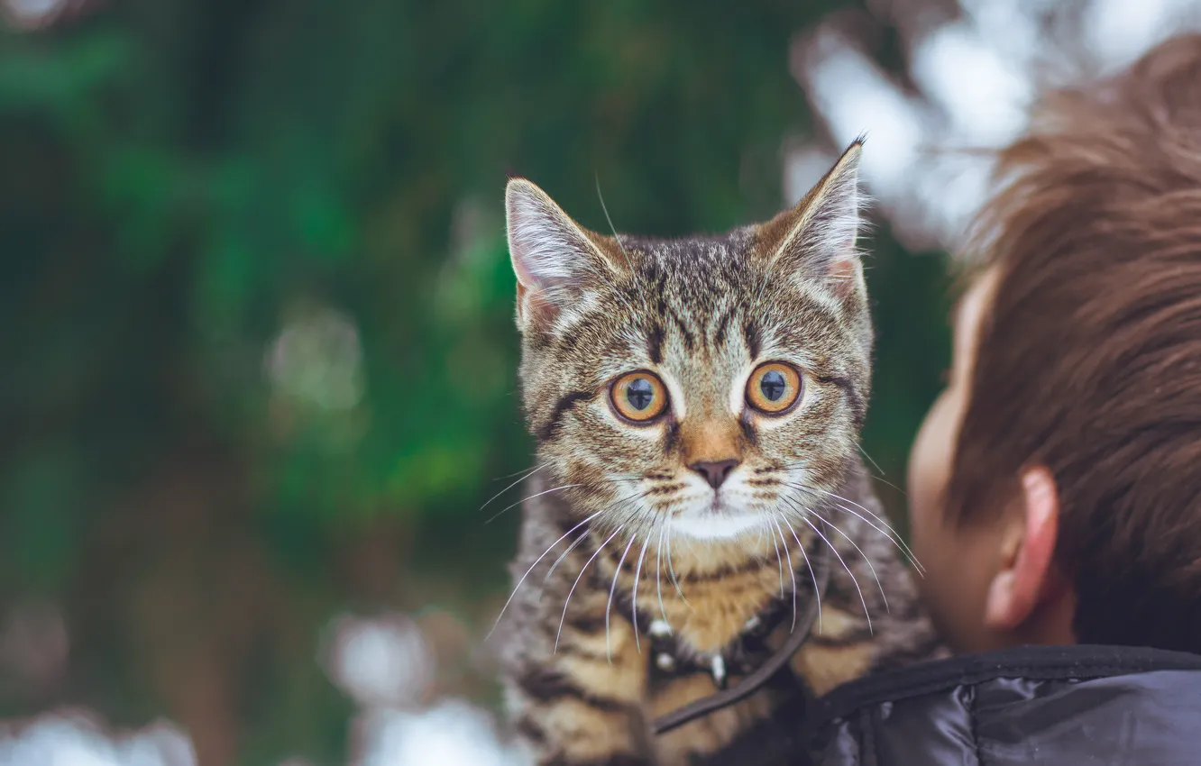 Photo wallpaper cat, animal, kitty, adorable