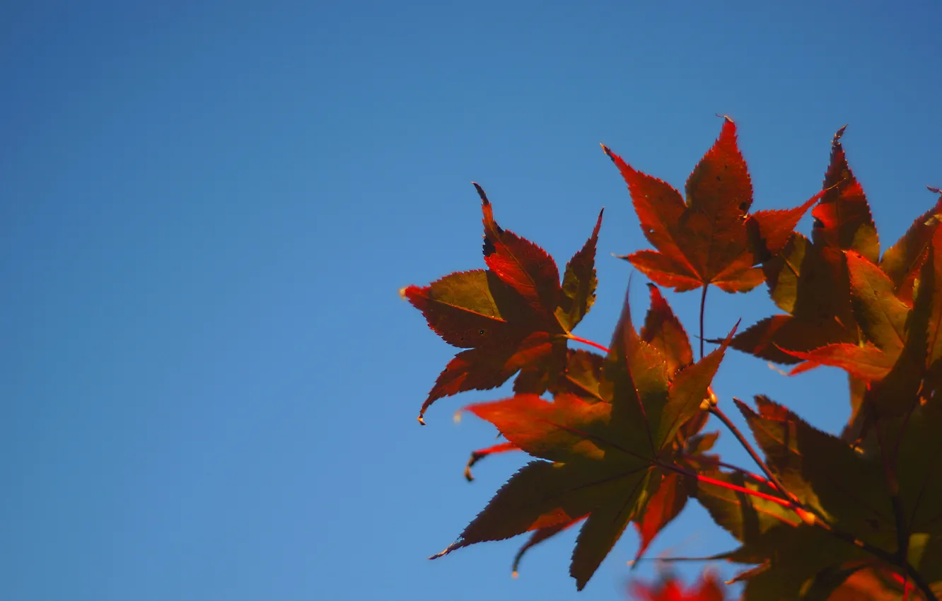 Photo wallpaper autumn, the sky, leaves, maple