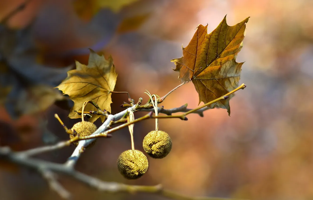 Photo wallpaper leaves, macro, branches, nature
