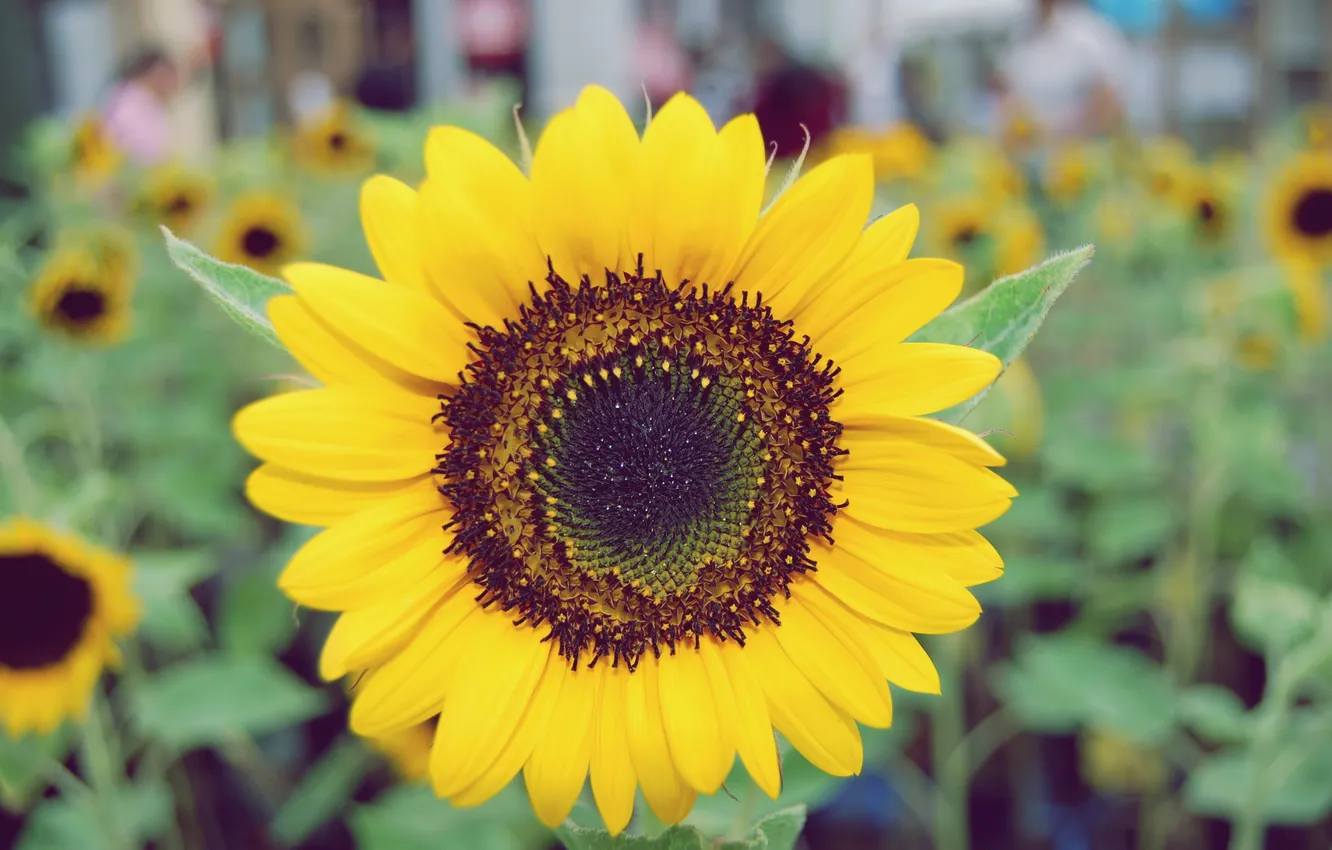 Photo wallpaper sunflowers, flowers, yellow, petals