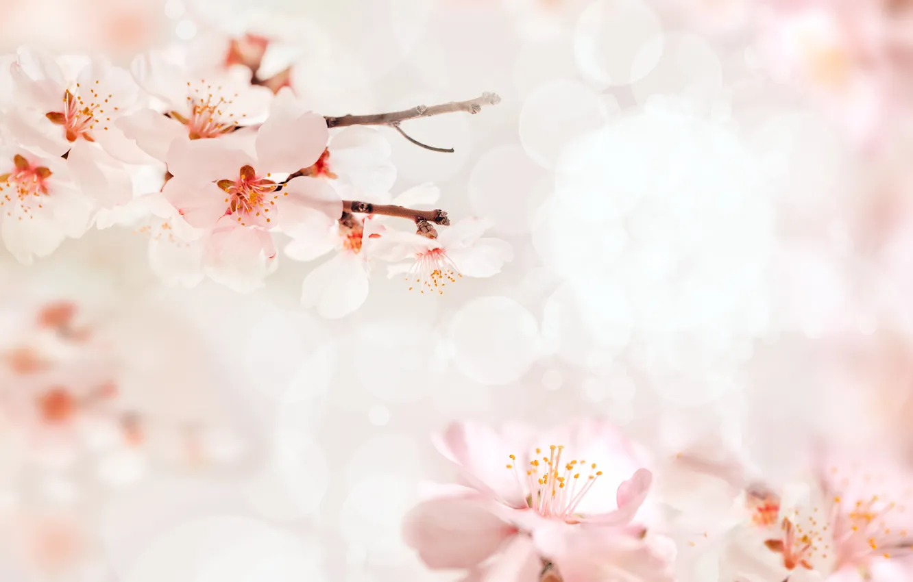 Photo wallpaper nature, sprig, flowers, flowering, nature, flowers, twigs, blooming