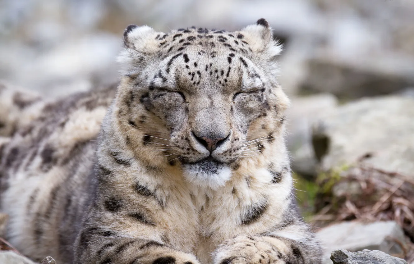 Photo wallpaper cat, face, IRBIS, snow leopard