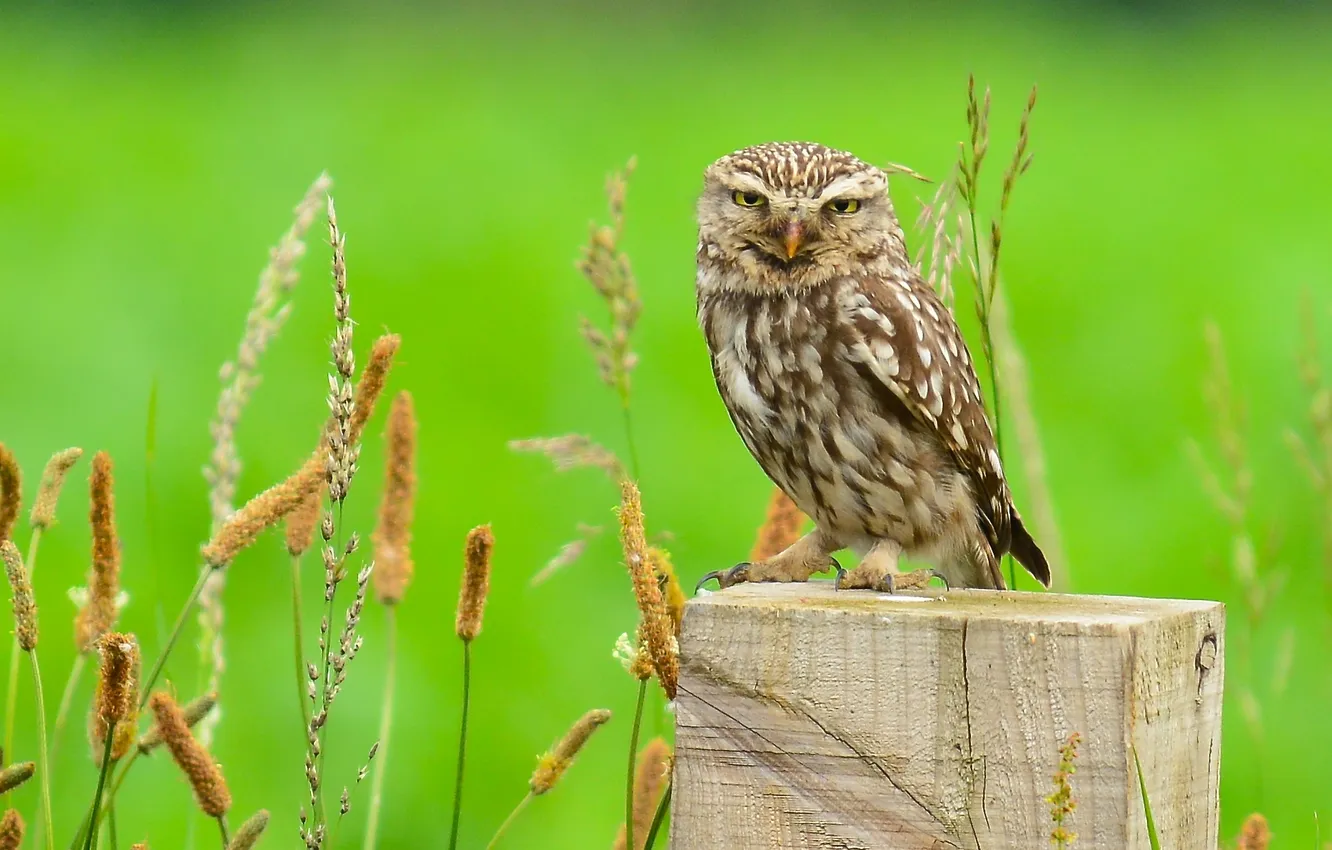 Photo wallpaper grass, bird, stump, owl