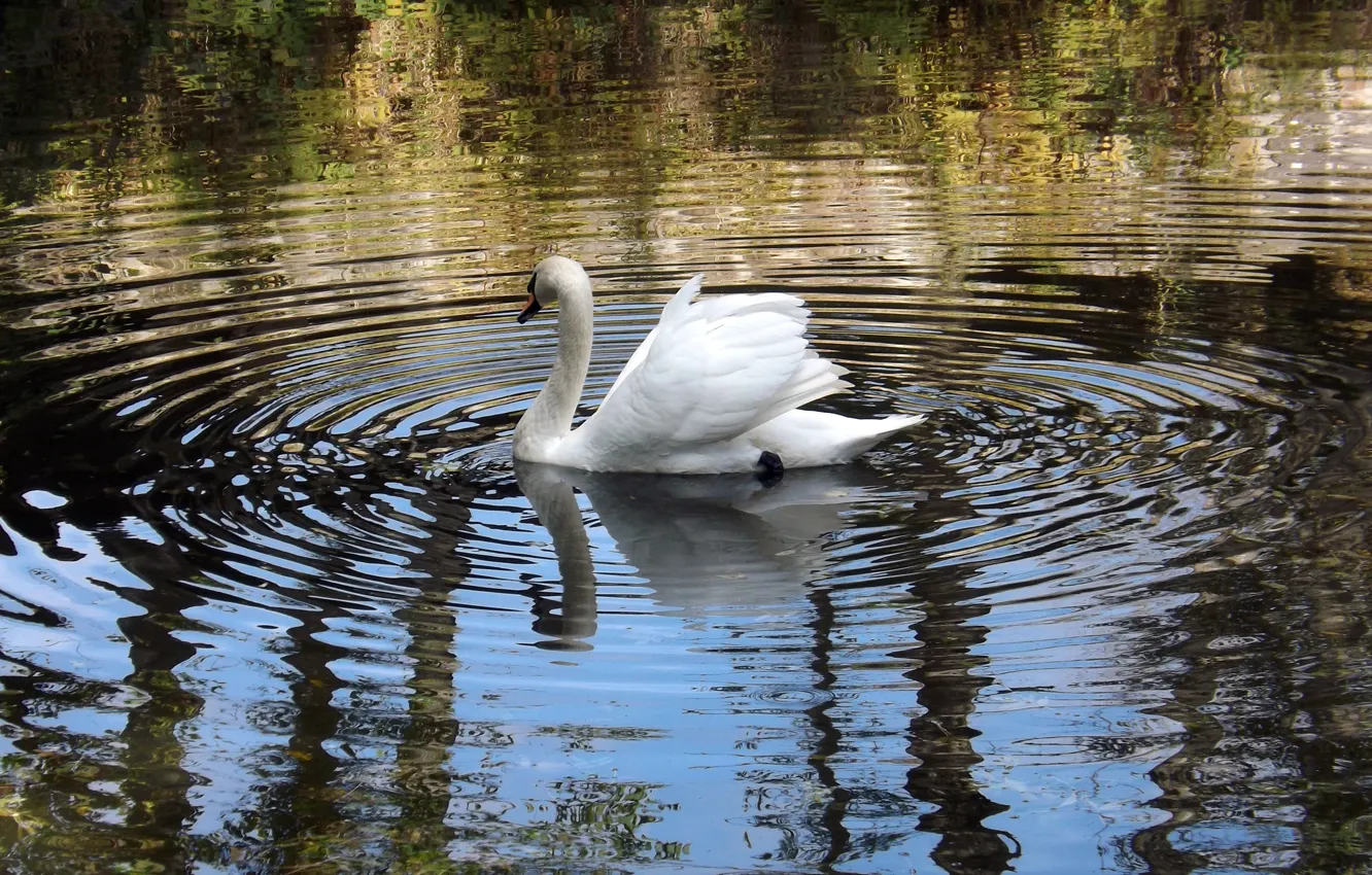 Photo wallpaper white, nature, lake, pond, bird, ruffle, swans, lonely
