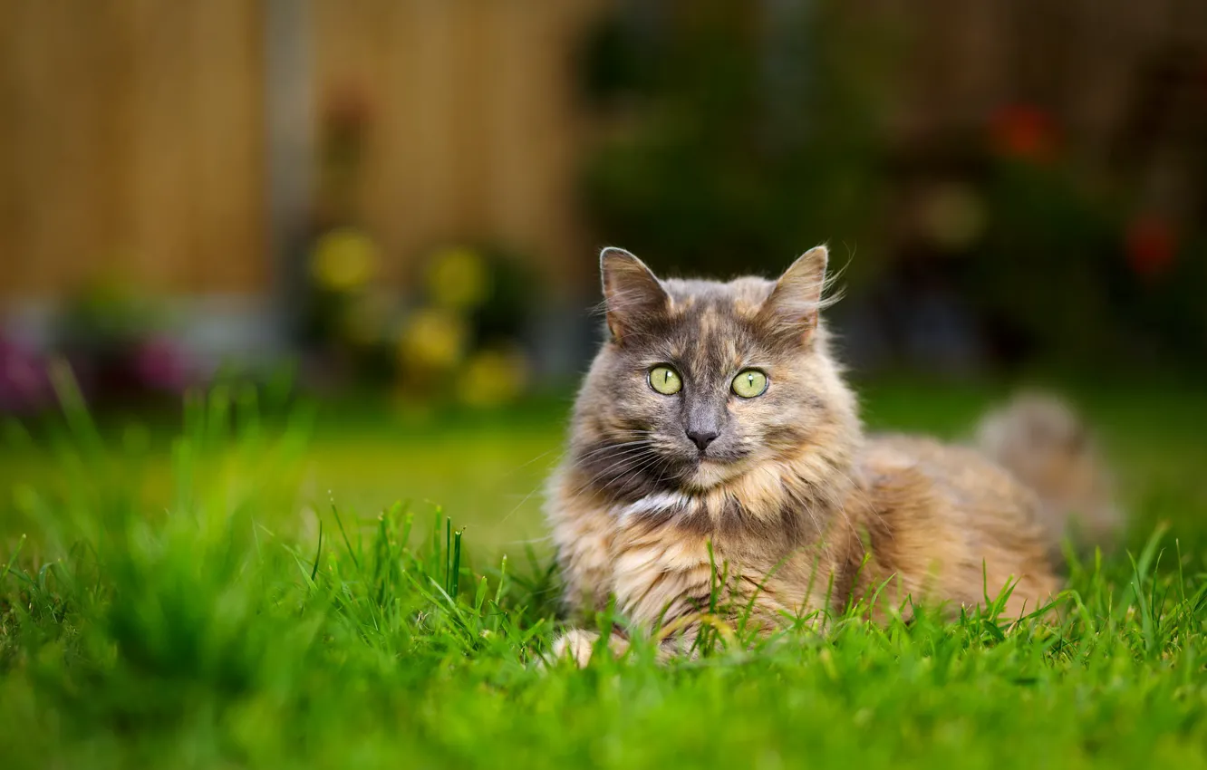 Photo wallpaper cat, grass, cat