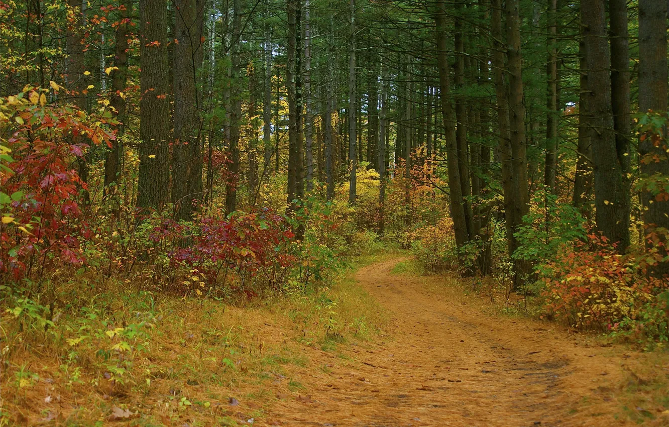 Photo wallpaper road, autumn, forest, trees, the bushes