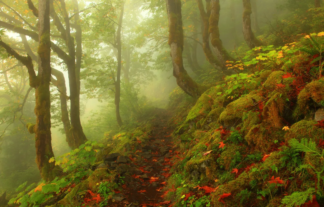 Photo wallpaper forest, trees, fog, stones, foliage