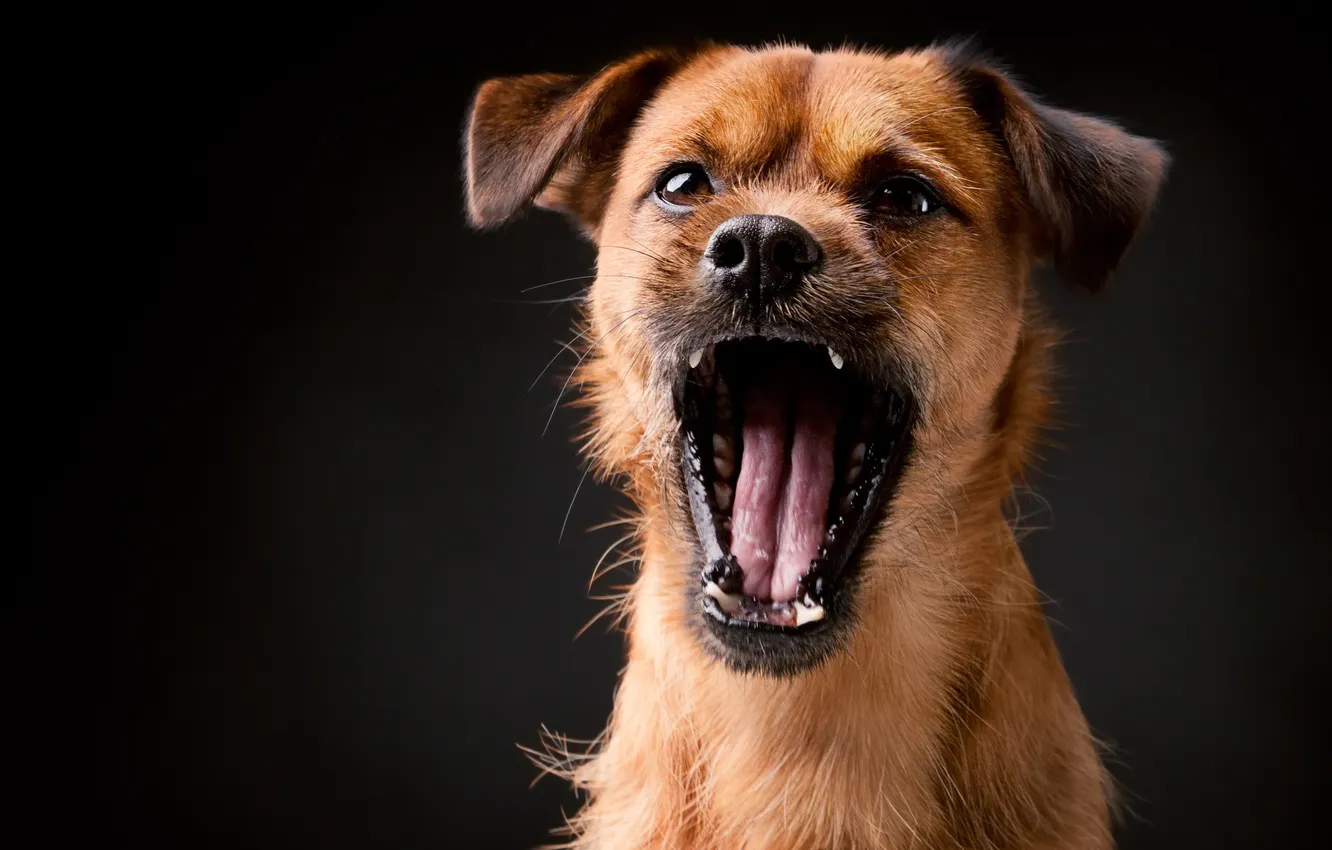 Photo wallpaper face, dog, Mindaugas Navickas