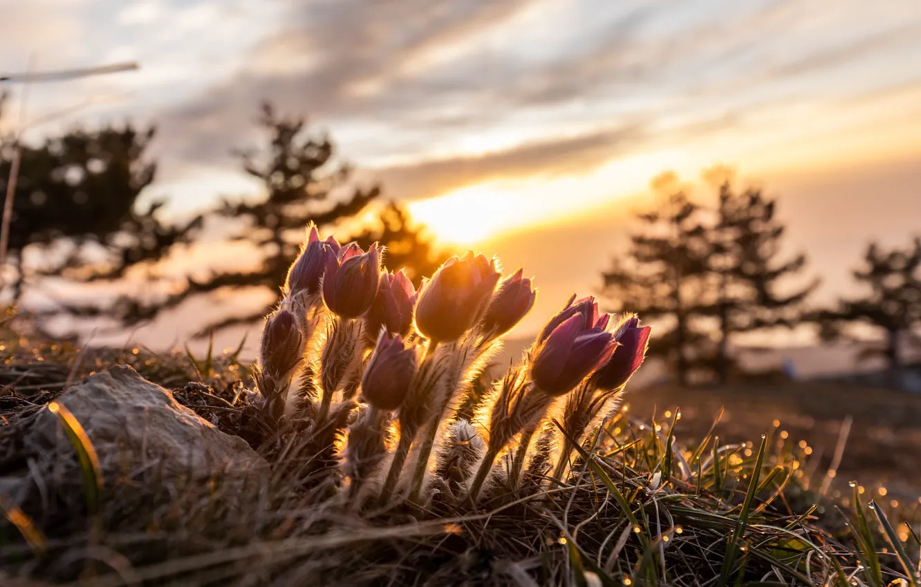 Photo wallpaper the sky, grass, clouds, light, trees, sunset, flowers, nature