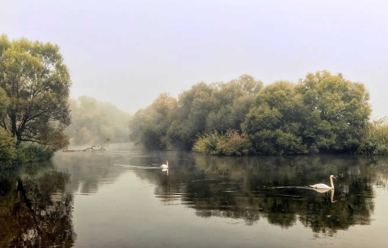 Photo wallpaper fog, lake, shore, swans
