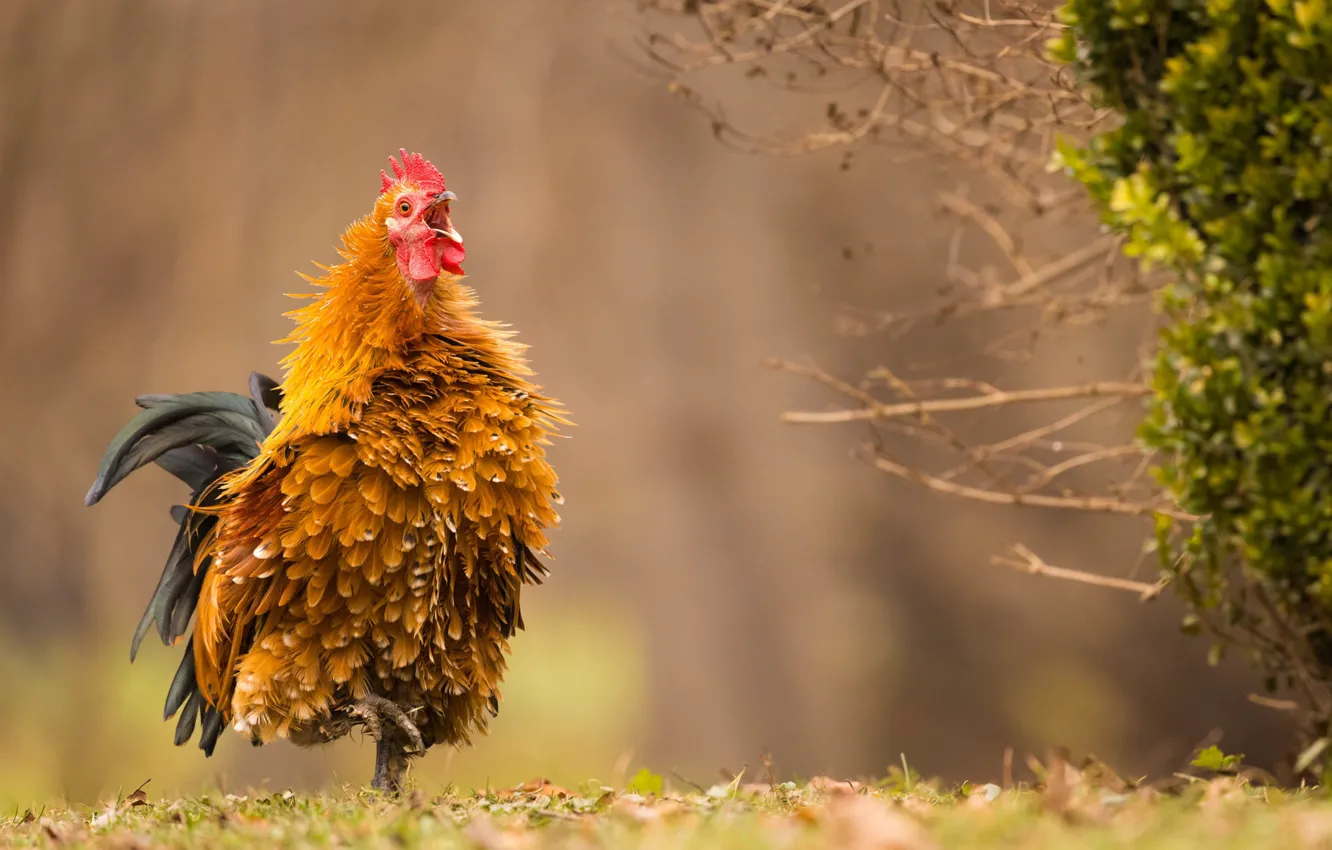 Photo wallpaper nature, bird, feathers, cock