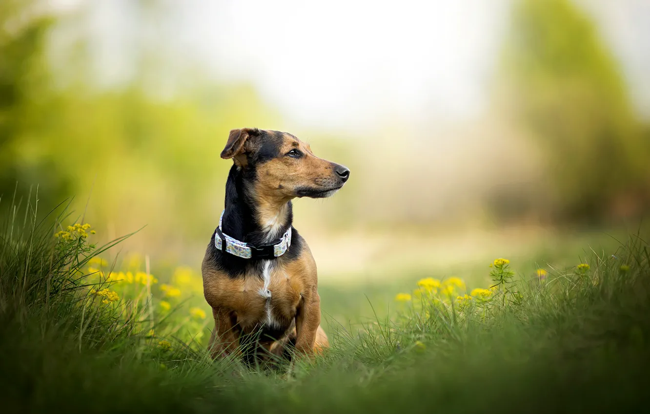 Photo wallpaper dog, collar, weed, Phoebe