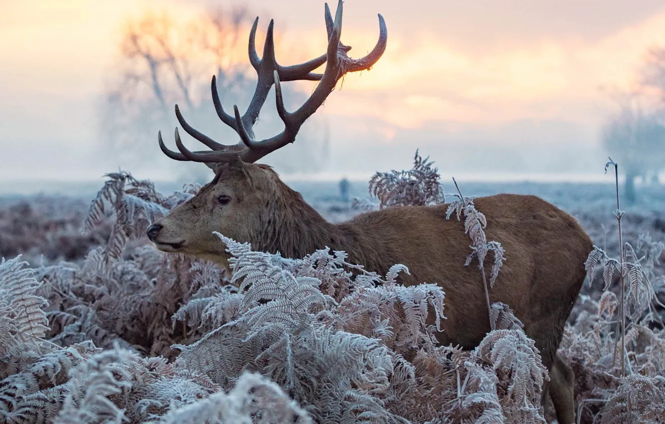 Photo wallpaper winter, frost, leaves, nature, animal, deer