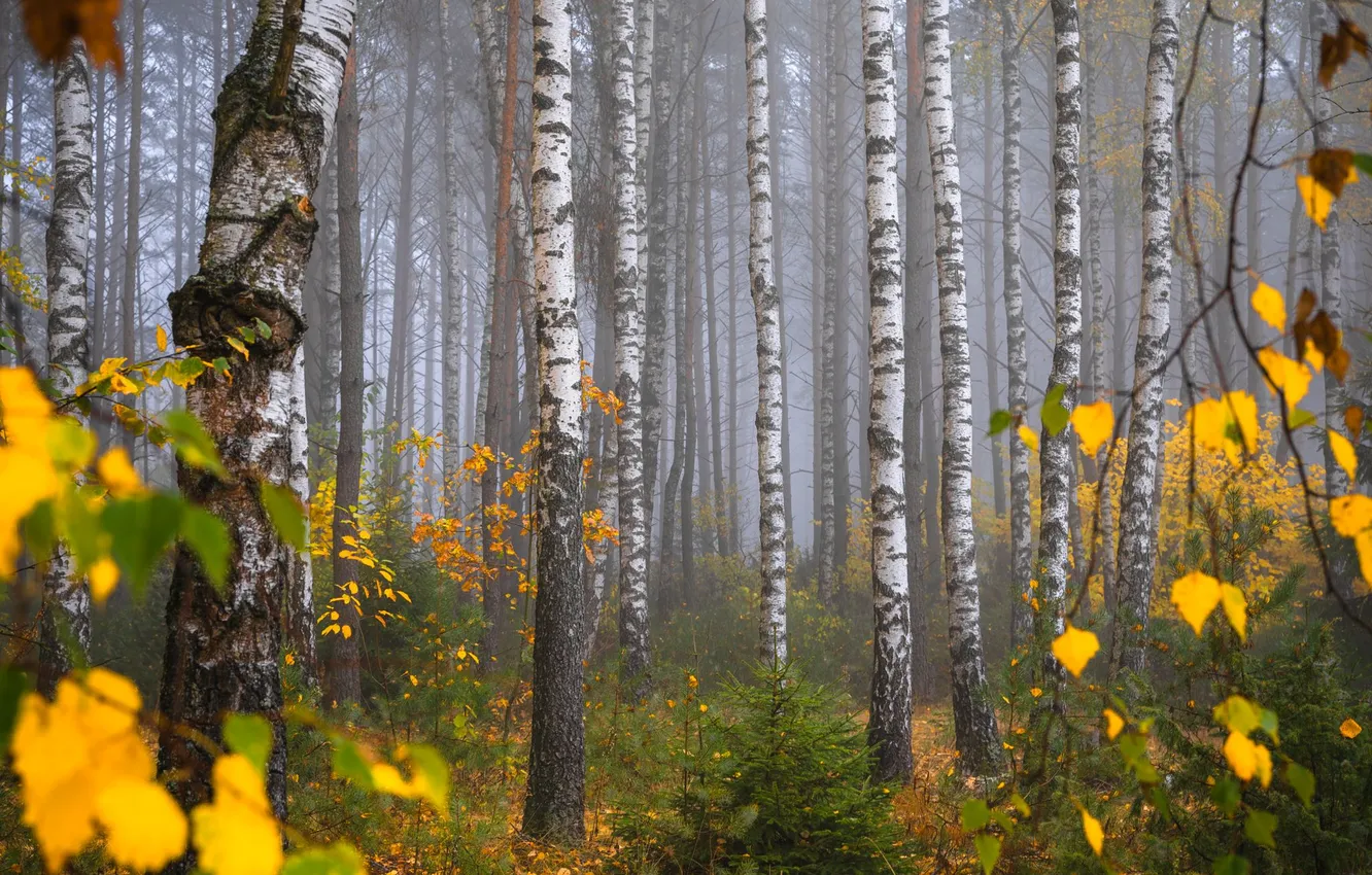 Photo wallpaper autumn, trees, fog, birch grove, Ruslan Avdevich