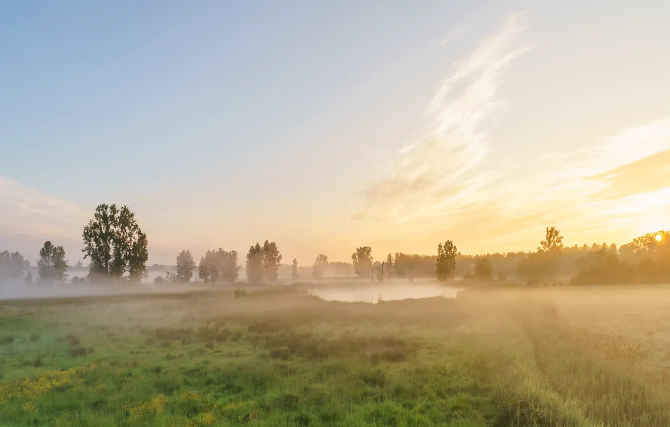 Photo wallpaper greens, field, forest, summer, the sky, grass, clouds, light