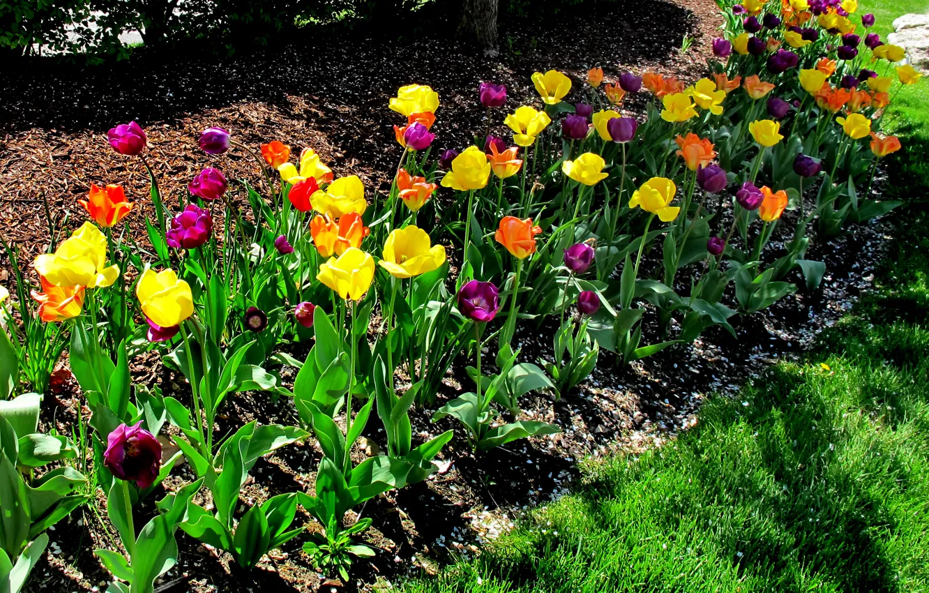 Photo wallpaper Spring, Tulips, Spring, Colors, Tulips