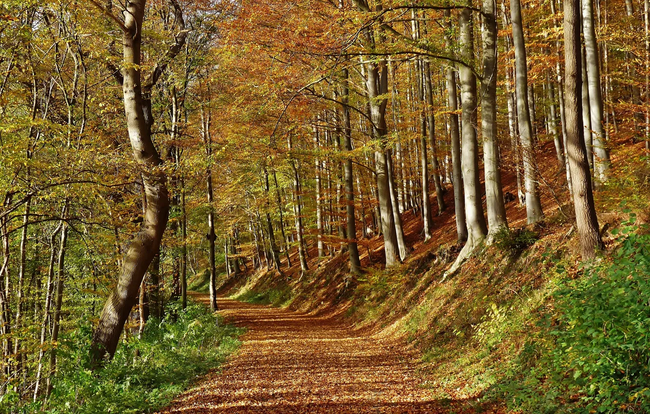 Photo wallpaper autumn, forest, leaves, rays, trees, track, forest, falling leaves