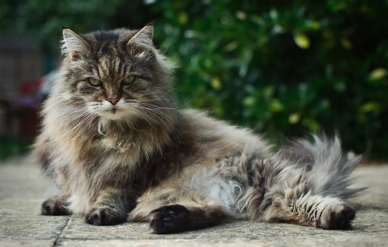 Photo wallpaper cat, cat, look, fluffy