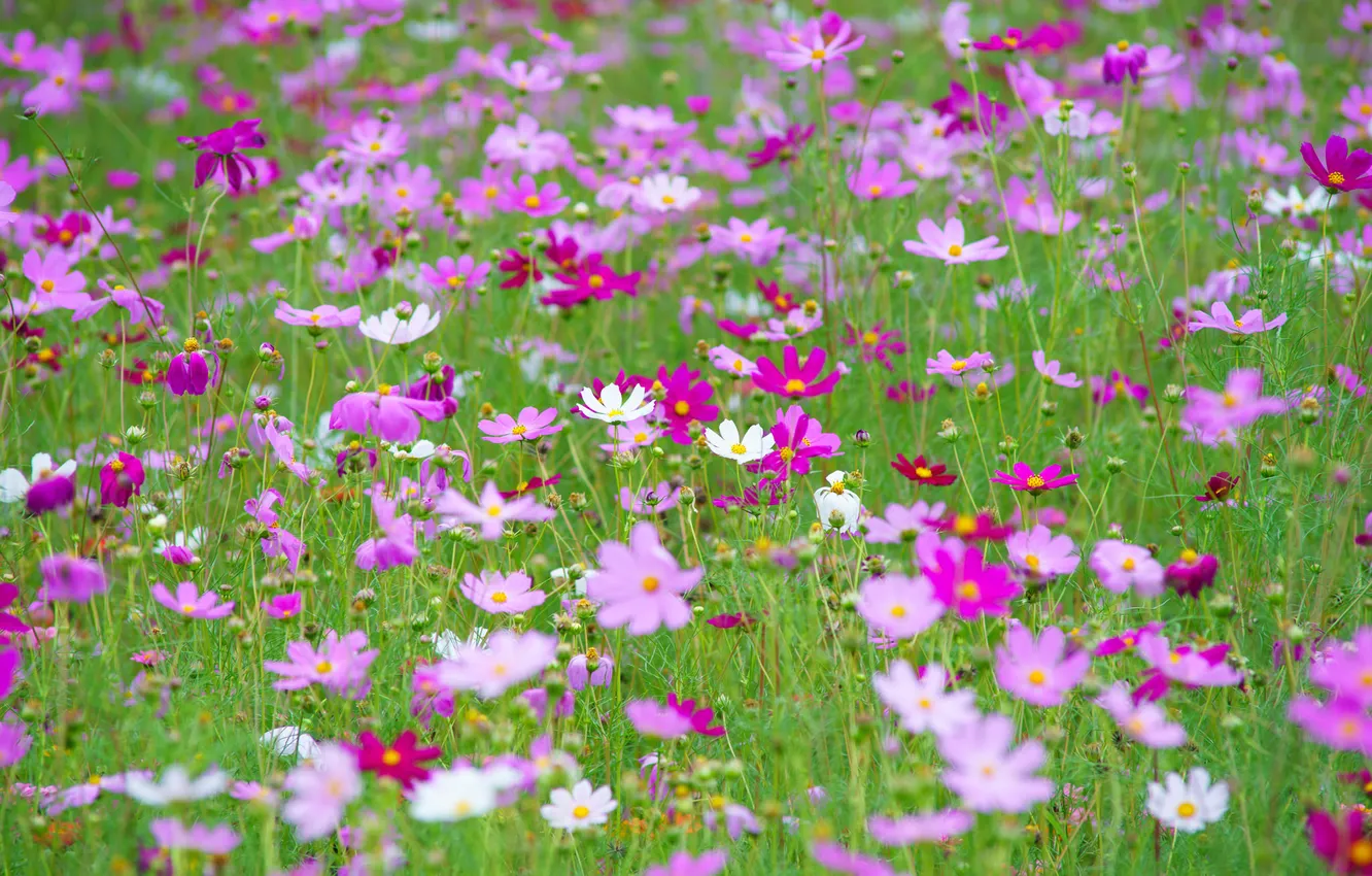 Photo wallpaper field, grass, flowers, meadow, kosmeya