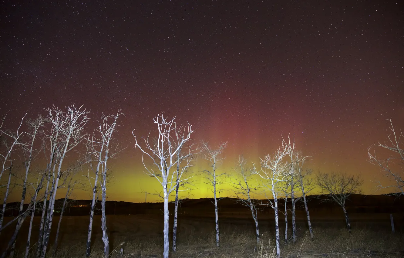 Photo wallpaper the sky, stars, light, trees, night, glow
