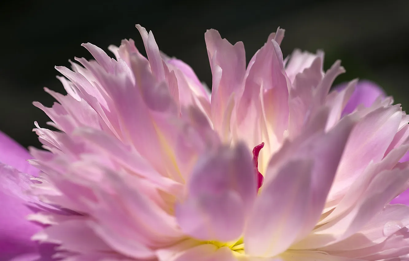 Photo wallpaper flower, macro, pink, peony
