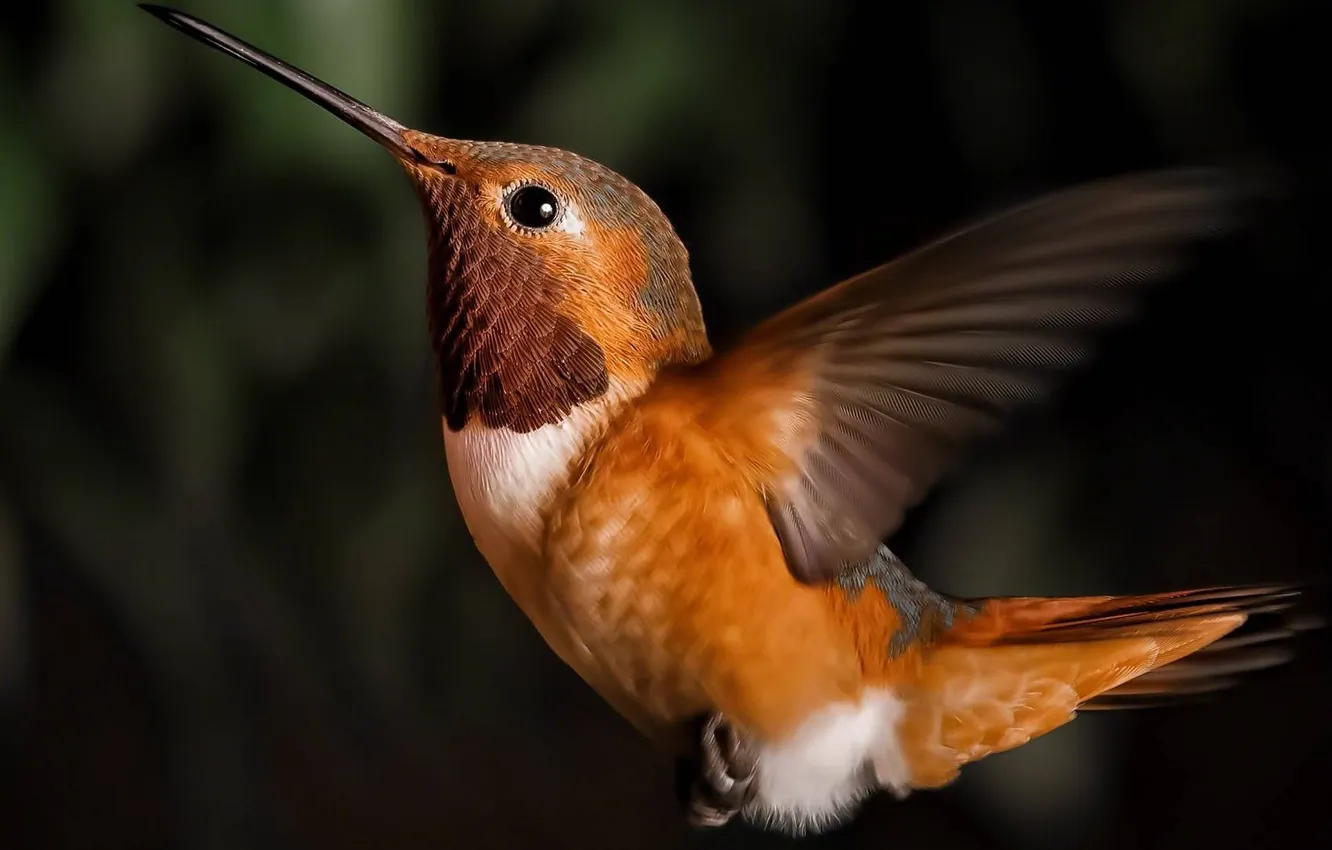 Photo wallpaper bird, Hummingbird, brown